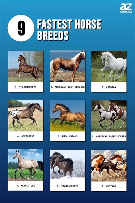 fastest horse recorded
